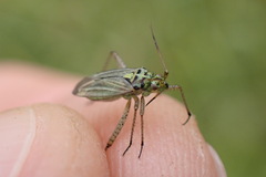 Oncotylus viridiflavus