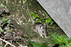 Apodemus sylvaticus