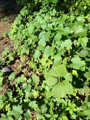 Vitis