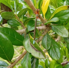Coenagrionidae
