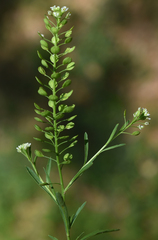 Lepidium virginicum
