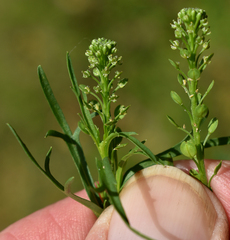 Lepidium bonariense