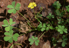 Oxalis corniculata