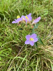 Melastoma malabathricum