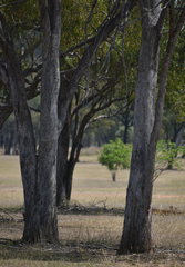 Eucalyptus brownii