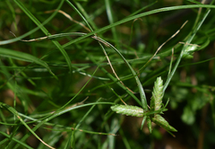 Cyperus gracilis