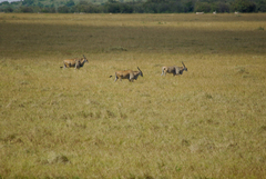 Tragelaphus oryx pattersonianus