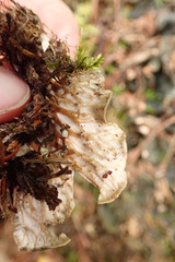 Peltigera cinnamomea