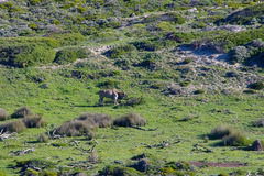 Tragelaphus oryx oryx