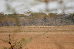 Tragelaphus oryx pattersonianus