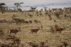 Tragelaphus oryx pattersonianus