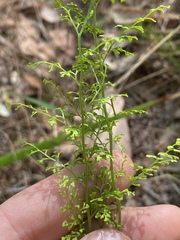 Lindsaea microphylla