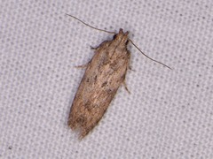 Hypatima