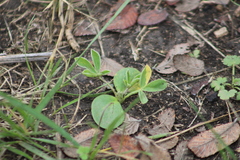 Lupinus texensis