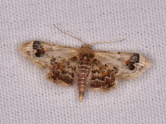 Idaea asceta
