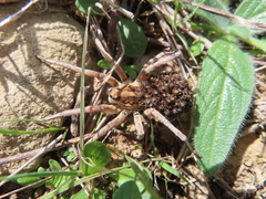 Lycosa hispanica