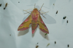 Deilephila porcellus