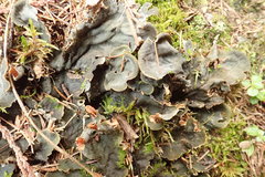 Peltigera cinnamomea
