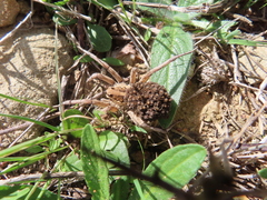 Lycosa hispanica