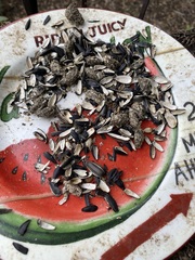 Didelphis virginiana