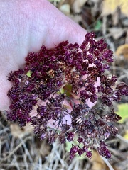 Hylotelephium telephium