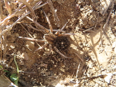 Lycosa hispanica