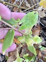 Hylotelephium telephium