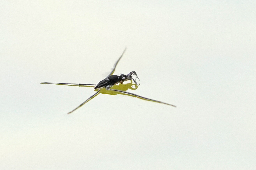 Rheumatobates tenuipes
