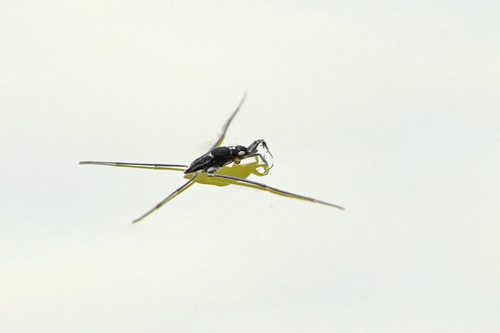 Rheumatobates tenuipes
