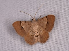 Frederickia flaviterminata