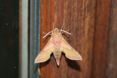 Deilephila porcellus