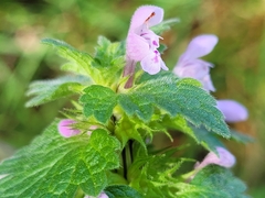 Lamium hybridum