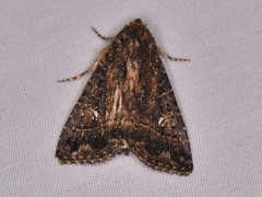 Condica albigera