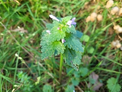 Lamium hybridum