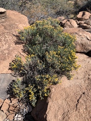 Ericameria laricifolia