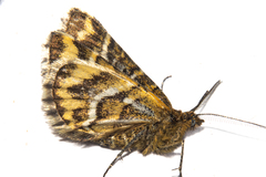Notoreas paradelpha