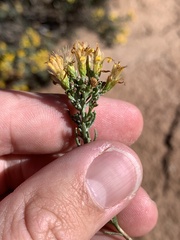 Ericameria laricifolia