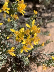 Ericameria laricifolia
