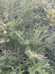 Ligustrum quihoui