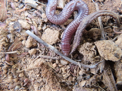 Blanus cinereus