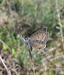 Lepidochrysops plebeia