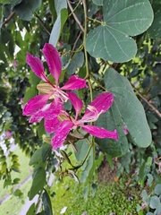 Bauhinia purpurea