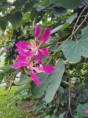 Bauhinia purpurea