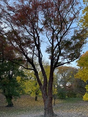 Acer griseum