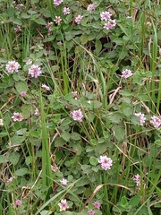 Lantana megapotamica