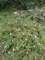 Lantana megapotamica