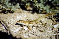Acanthodactylus margaritae
