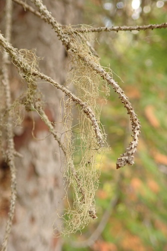 Ramalina chondrina image