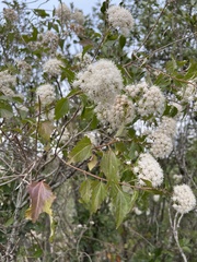 Ageratina havanensis