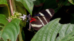Heliconius hewitsoni